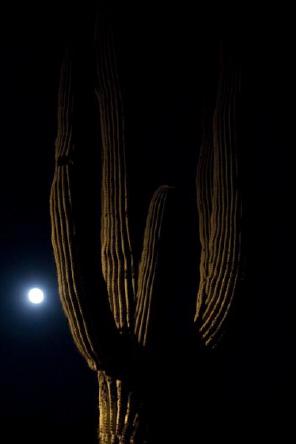 a saguaro cactus illuminated by a full moon